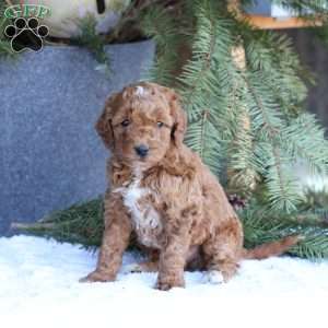Ace, Mini Goldendoodle Puppy